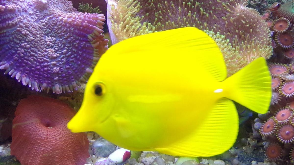 Aquarium d'eau de mer : Tout se joue au démarrage !