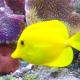 Aquarium d'eau de mer : Tout se joue au démarrage !