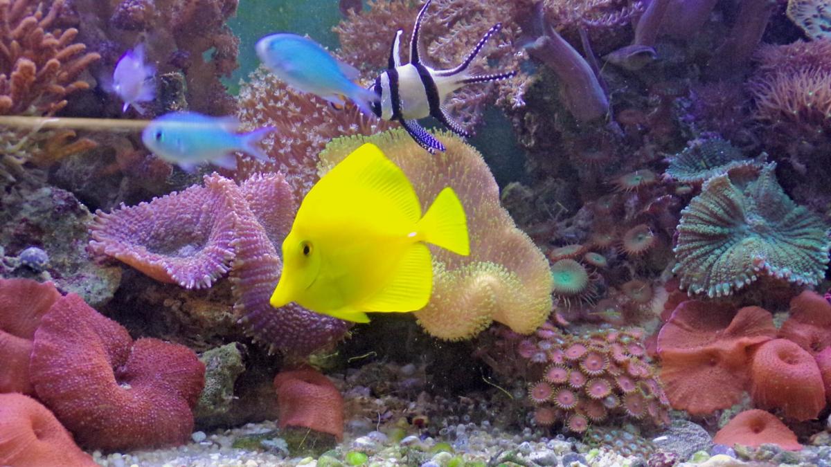 Cyanobactéries et dynoflagellés en récifal, même combat ! 