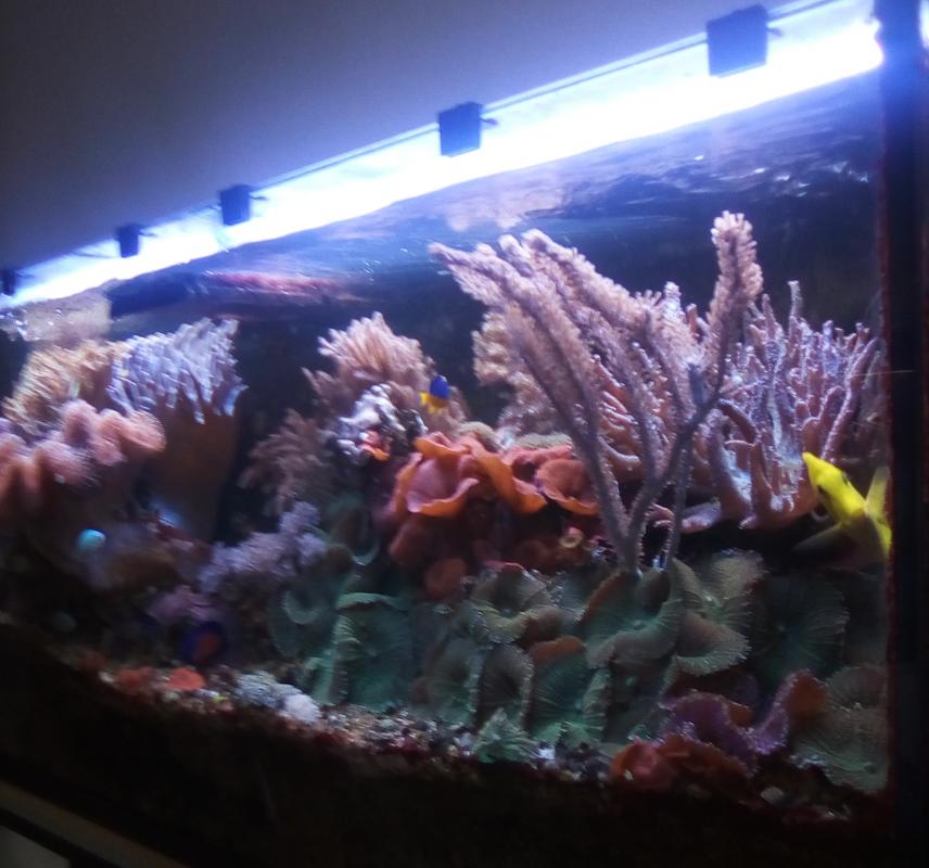 Nano-aquarium récifal de 100 litres en méthode DSB