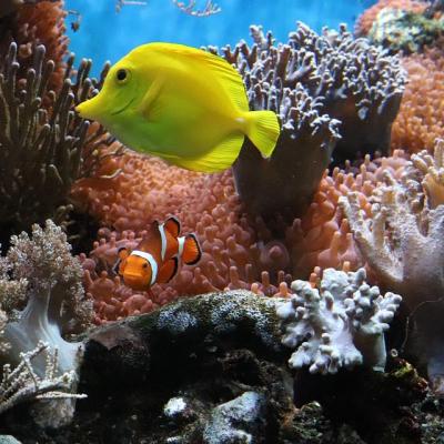 Aquarium coraux mous 1