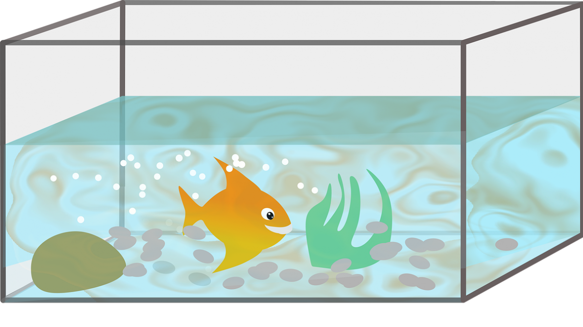 Choisir ou non un bac récifal tout équipé pour débuter ?