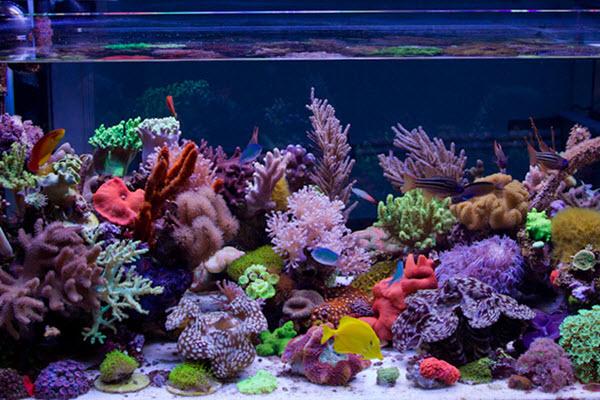 Aquarium eau de mer : définition et explications