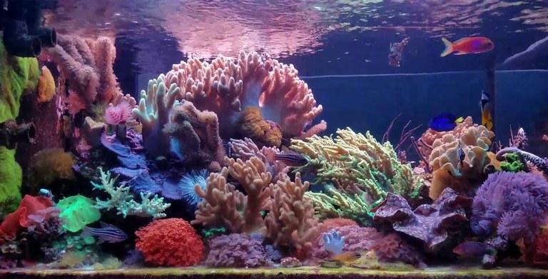 comment construire et gerer son aquarium recifal