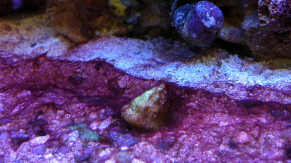 La cause ultime des problèmes d'algues en aquarium