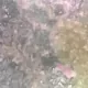 Le zooplancton vivant dans l'aquarium récifal, c'est possible !