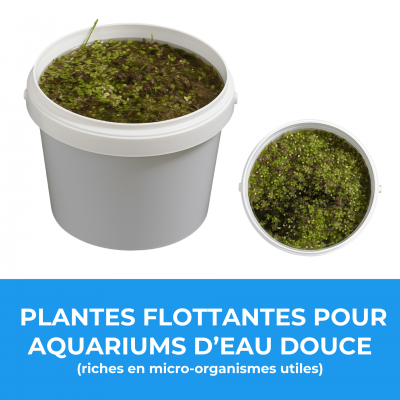Plantes flottantes pour aquariums d eau douce riches en micro organismes utiles 