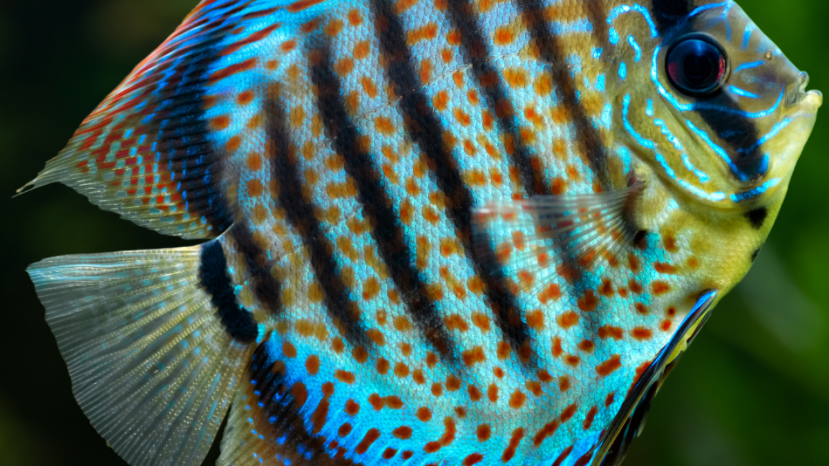 Cycle de l'azote dans l'aquarium | Aquamicrofaune