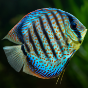 Publication instagram animee aquarium nocturne illustratif bleu 2 