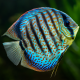 Qu'est-ce que le cyclage d'un aquarium d'eau douce