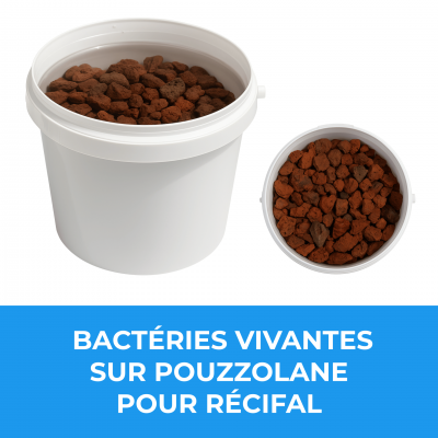 Sable vivant pour ensemencement des lits de sable en recifal endofaune 1 1 