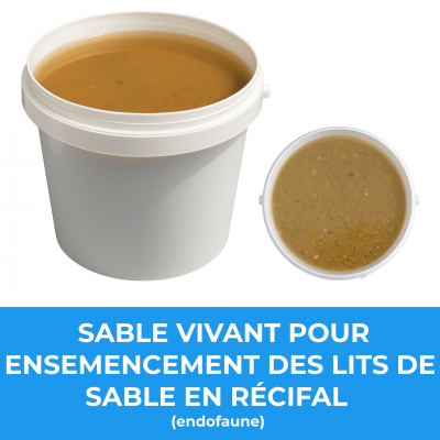 Sable vivant pour ensemencement des lits de sable en recifal endofaune 2 