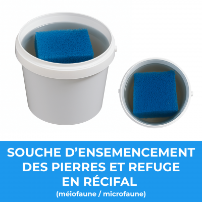 Souche d ensemencement des pierres et refuge en recifal meiofaune microfaune 